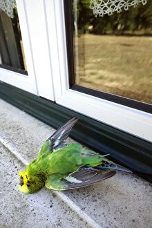 Dead parakeet after hitting a window. For birds