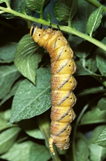 Death's-head Hawkmoth - caterpillar Death's-head Hawkmoth - caterpillar