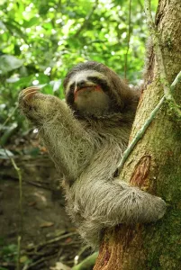 Sloth Prints: Brown-throated Three-toed Sloth Print