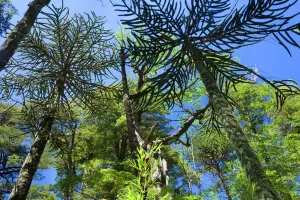 Print of Valdivian temperate rainforest with Monkey Puzzle Trees