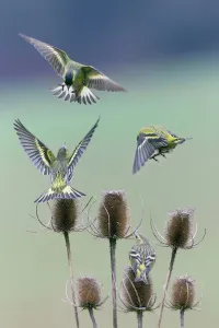 Siskin Print - Birds Fighting Over Teasel