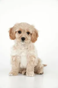Dog Prints: Cavachon Puppy Print - 10 Week Old