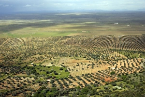 Dehesa landscape with Olive Groves and Oak Trees Dehesa landscape with Olive Groves and Oak Trees