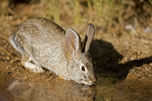 Desert Cottontail - Drinking from temporary pool Desert Cottontail - Drinking from temporary pool