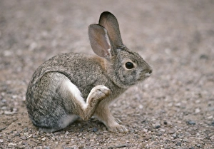 Desert Cottontail Rabbit - Scratching with hind-leg Desert Cottontail Rabbit - Scratching with hind-leg
