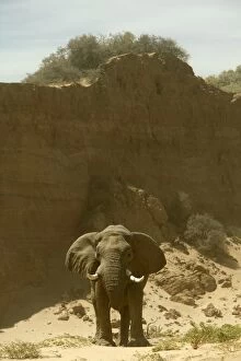 Images Dated 1st January 2004: Desert Elephant Huab River. Namibia