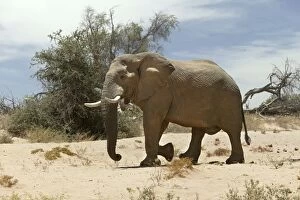 Images Dated 1st January 2004: Desert Elephant Huab River. Namibia