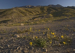 Desert Sunflower / Gold - flowering profusely. Spring in El Nino year Desert Sunflower / Gold - flowering profusely. Spring in El Nino year