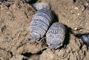 Images Dated 30th June 2004: Desert Woodlice North Africa & Israel