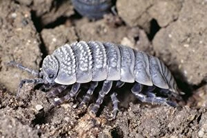 Images Dated 30th June 2004: Desert Woodlouse Side view, North Africa & Israel