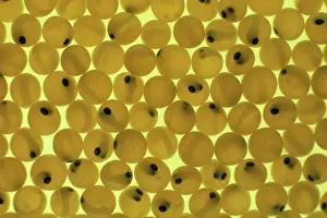 Pat Morris Photography Prints: Developing Trout Eggs