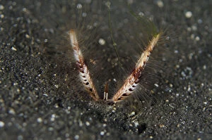 Worms Gallery: Devil Worm - in black sand - Night dive, TK1 dive