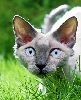 Prints of LA-1009 Devon Rex Cat In grass Jean Michel Labat Please note that prints are for personal display purposes only and may not be reproduced in any way. Devon Rex Prints: Devon Rex Cat Print LA-1009