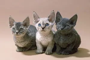 Prints of JD-5557 Devon Rex Cat - three kittens John Daniels Please note that prints are for personal display purposes only and may not be reproduced in any way. Devon Rex Prints: Devon Rex Cat - Three Kittens Print