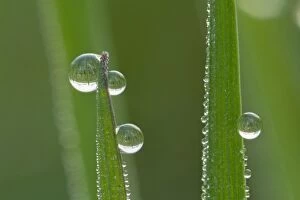 Images Dated 19th March 2011: Dewdrops - drops of morning dew on Grass blades in spring