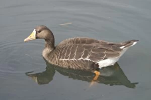 White Fronted Goose Gallery: DH-3611