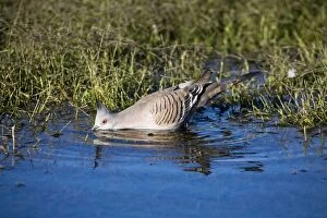DH-4432 Crested Pigeon - Drinking from waterhole