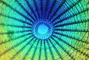 Diatom - from marine plankton sample Diatom - from marine plankton sample