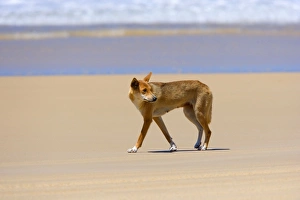 Dingo - female adult strolling along a beach on Fraser Island Dingo - female adult strolling along a beach on Fraser Island