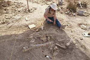 Hadrosaurs Gallery: DINOSAUR EXCAVATION - Excavating a Hadrosaur Skeleton