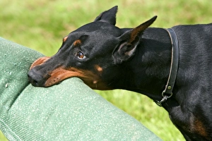 Doberman biting on toy Our beautiful Wall Art and Photo Gifts include Framed Prints Photo Prints Poster Prints Canvas Prints Jigsaw Puzzles Metal Prints and so much more