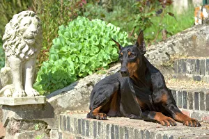 https://www.mediastorehouse.com/t/172/doberman-lying-steps-647021.jpg.webp