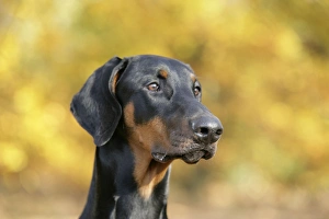 <b class=qtipBold><figcaption>Dobermann dog, in autumn</figcaption></b><br>JD-19069 Dobermann dog, in autumn John Daniels Please note that prints are for personal display purposes only and may not be reproduced in any way.<br><em>© John Daniels/ardea.com</em> Dobermann dog, in autumn