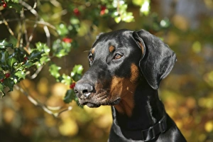 Dobermann dog with autumn leaves & holly Dobermann dog with autumn leaves & holly