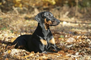 Dobermann dog - lying down, in autumn Dobermann dog - lying down, in autumn