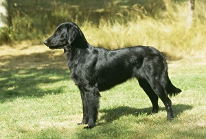 Berkshire flat coated sales retrievers