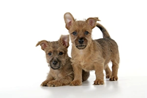 Dog - 7 week old Australian Terrier puppies Dog - 7 week old Australian Terrier puppies
