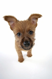 Dog - 7 week old Australian Terrier puppy Dog - 7 week old Australian Terrier puppy
