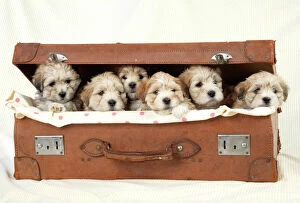 Images Dated 23rd June 2008: Dog - 7 weeks old Lhasa Apso cross Shih Tzu puppies in suitcase