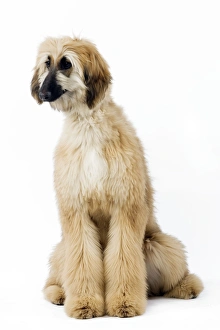 <b class=qtipBold><figcaption>Dog - Afghan Hound / Tazi</figcaption></b><br>LA-10901 Dog - Afghan Hound / Tazi Jean-Michel Labat <br><em>© J. M. Labat / ardea.com</em> Dog - Afghan Hound / Tazi