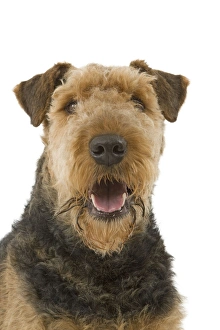 Dog - Airedale Terrier Dog - Airedale Terrier