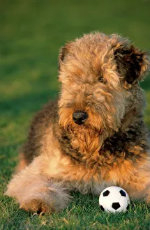 Dog - Airedale Terrier with ball in garden Dog - Airedale Terrier with ball in garden