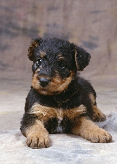Dog - Airedale Terrier - Puppy lying down Dog - Airedale Terrier - Puppy lying down