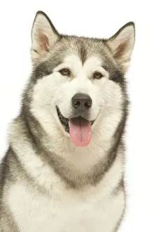 <b class=qtipBold><figcaption>Dog - Alaskan Malamute</figcaption></b><br>LA-4666 Dog - Alaskan Malamute Jean Michel Labat Please note that prints are for personal display purposes only and may not be reproduced in any way.<br><em>© J.M.Labat/ardea.com</em> Dog - Alaskan Malamute