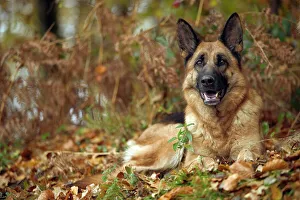 Dog - Alsatian / German Shepherd lying down Dog - Alsatian / German Shepherd lying down