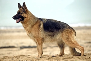 Dog - Alsatian / German Shepherd standing on beach, side view Dog - Alsatian / German Shepherd standing on beach, side view