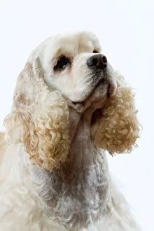 Dog - American Cocker Spaniel Dog - American Cocker Spaniel
