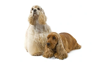Dog - American Cocker Spaniel and English Cocker Spaniel (lying down) Dog - American Cocker Spaniel and English Cocker Spaniel (lying down)
