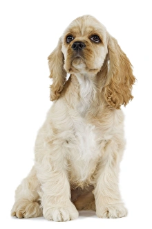 Dog - American Cocker Spaniel. Looking up Dog - American Cocker Spaniel. Looking up