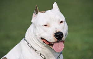 DOG - American Staffordshire Bull Terrier DOG - American Staffordshire Bull Terrier