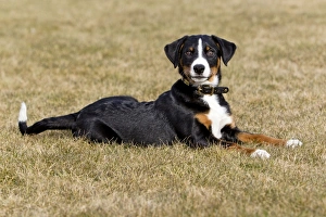 Dog - Appenzeller puppy - lying down on garden lawn Dog - Appenzeller puppy - lying down on garden lawn