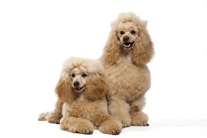 Dog - Apricot Miniature Poodle Dog - Apricot Miniature Poodle