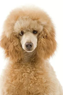 <b class=qtipBold><figcaption>Dog - Apricot Poodle</figcaption></b><br>LA-3408 Dog - Apricot Poodle Jean Michel Labat Please note that prints are for personal display purposes only and may not be reproduced in any way.<br><em>© J.M.Labat/ardea.com</em> Dog - Apricot Poodle