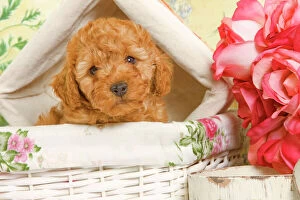 Dog - Apricot Poodle in basket with flowers