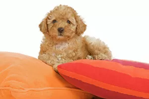 Dog - Apricot Poodle on cushions