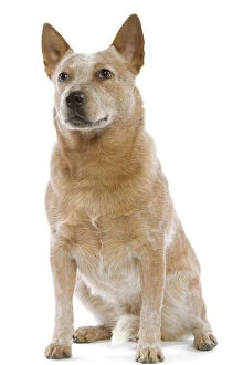 Images Dated 17th January 2007: Dog - Australian Cattle Dog in studio